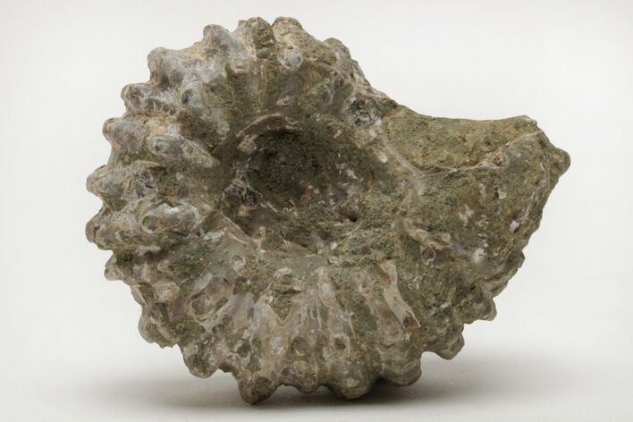 Bumpy Ammonite (Douvilleiceras) Fossil - Madagascar #205029